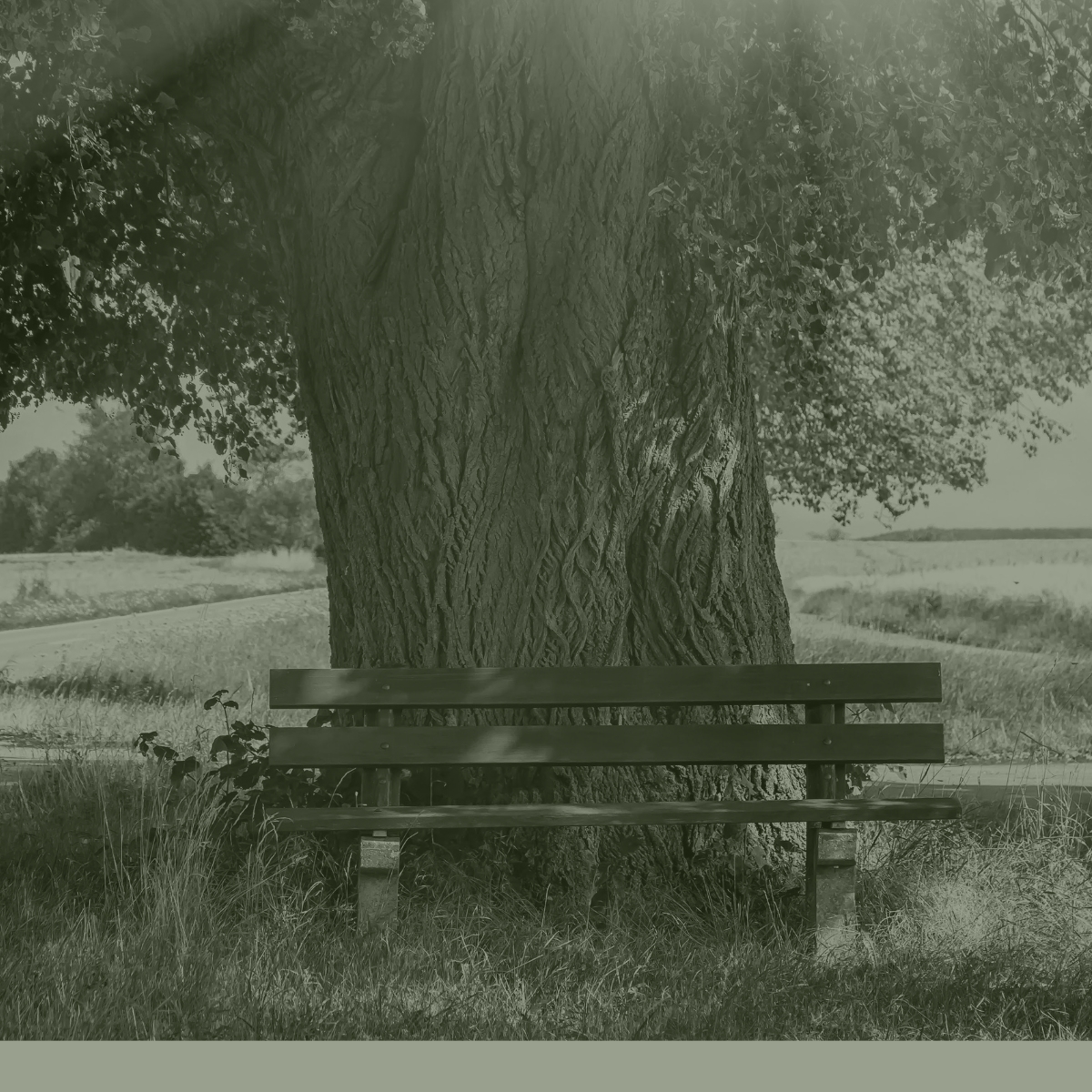 Bank vor einem großen Baum als Stimmungsbild für eine Lebensfeier. 